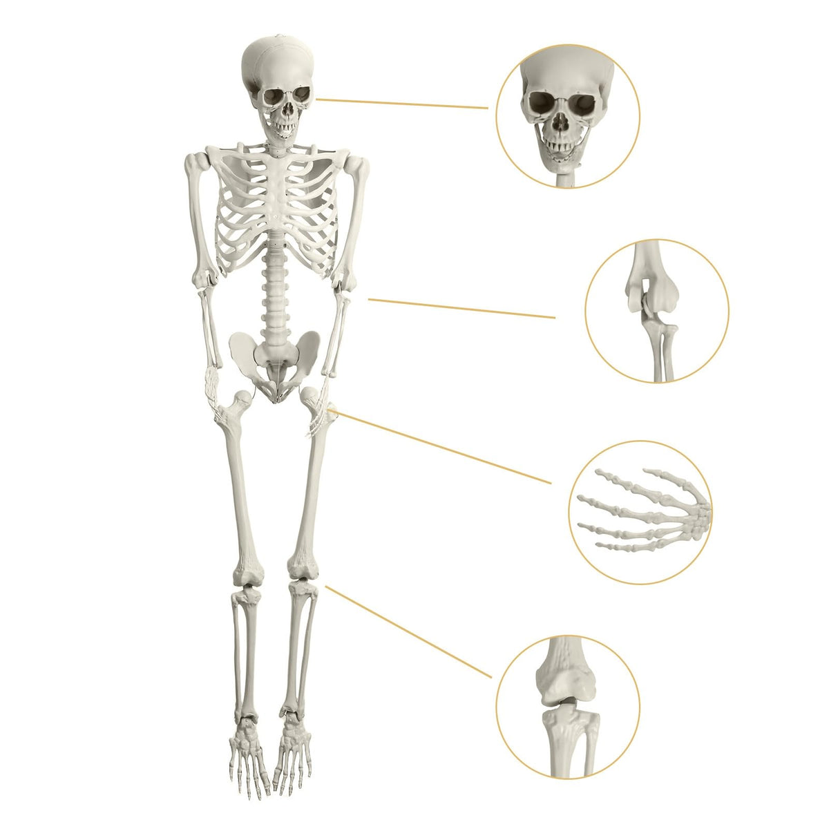 165cm Posable Full Body Skeleton R646585