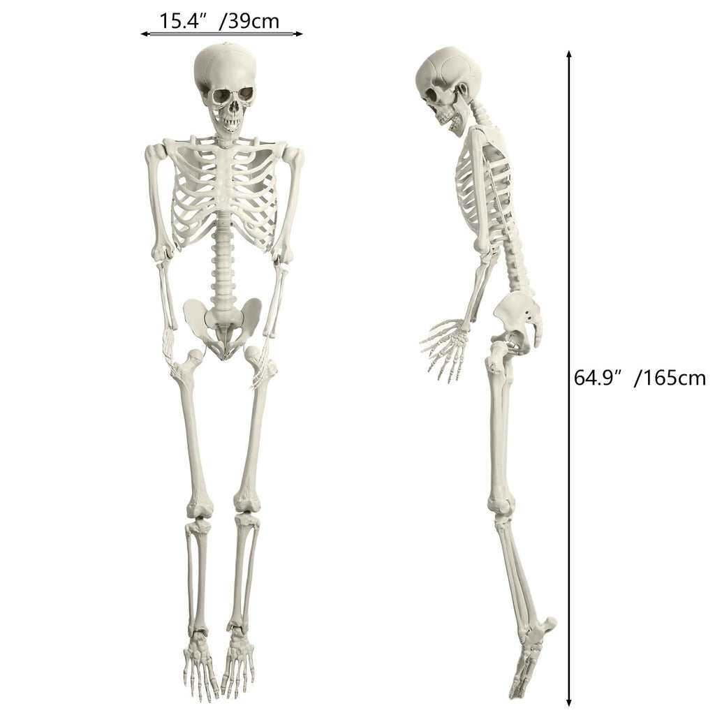 165cm Posable Full Body Skeleton R646585