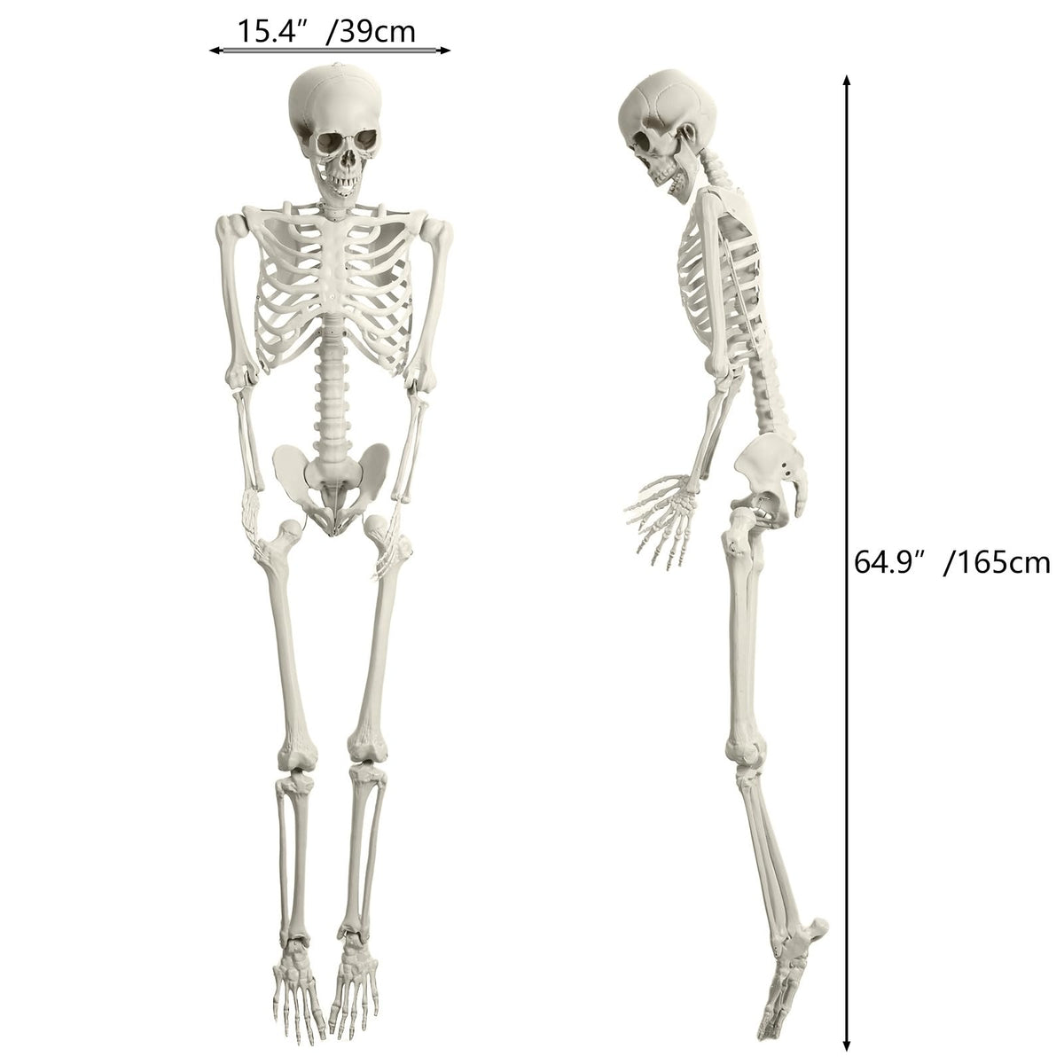 165cm Posable Full Body Skeleton R646585