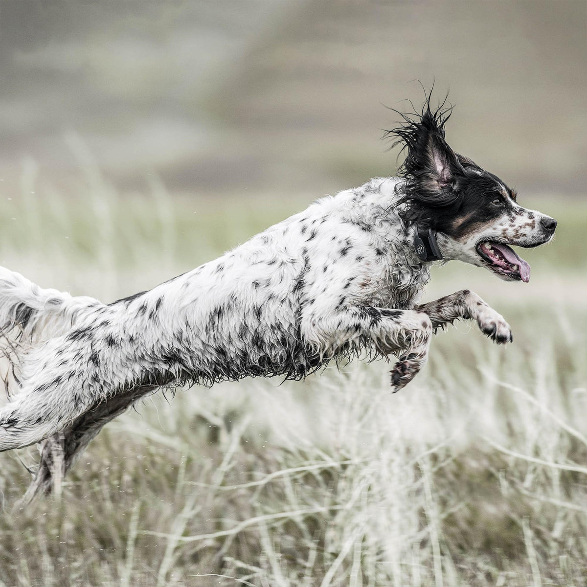 Remote Dog Trainer 1-Mile Range S73629