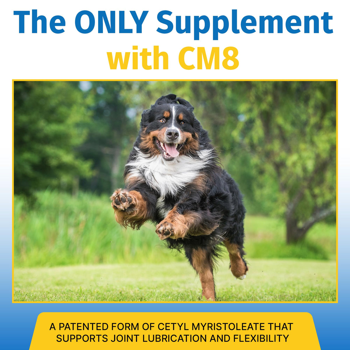 Hip & Joint Supplement for Dogs & Cats with Glucosamine, Collagen, MSM - 60 Tablets P80523