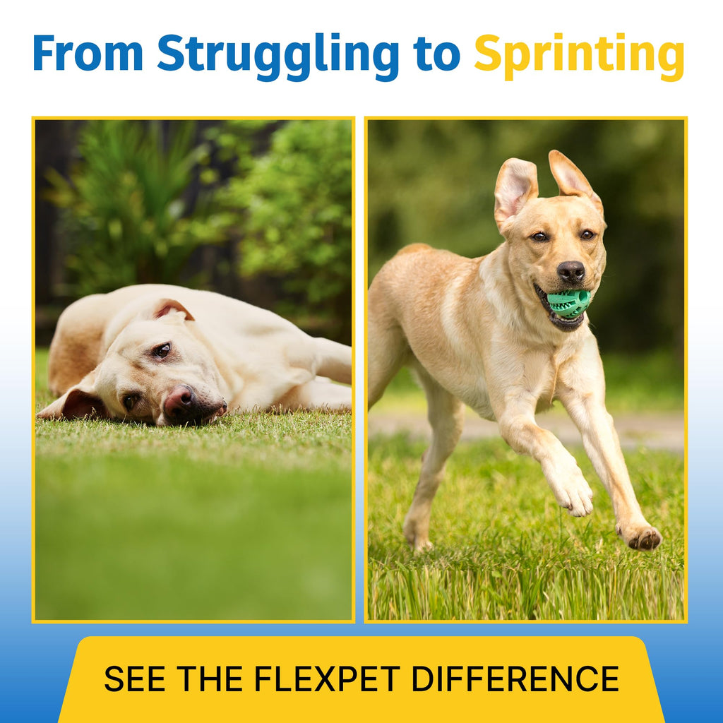 Hip & Joint Supplement for Dogs & Cats with Glucosamine, Collagen, MSM - 60 Tablets P80523