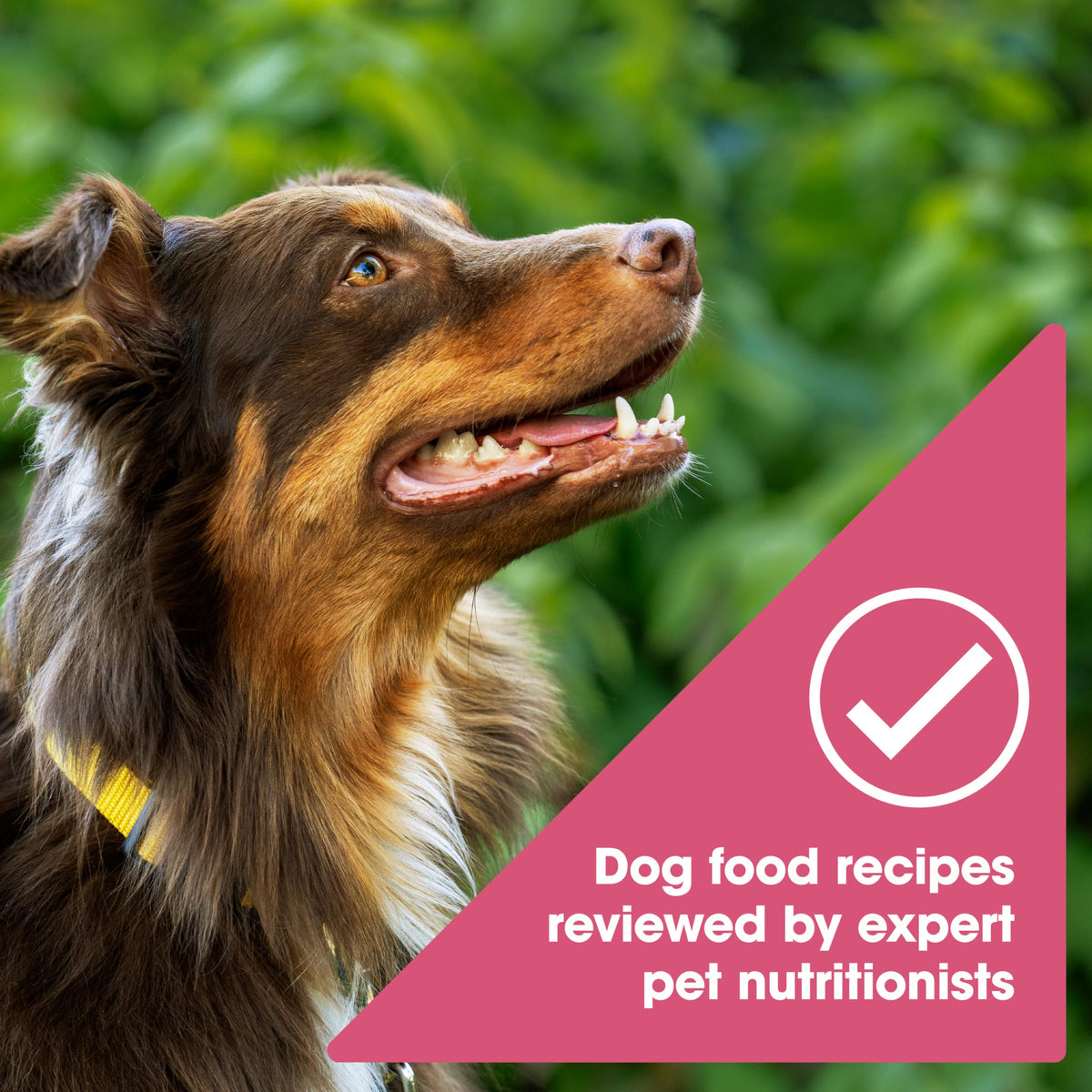 Grain Free Salmon Dry Dog Food 24 lb. Bag T119554